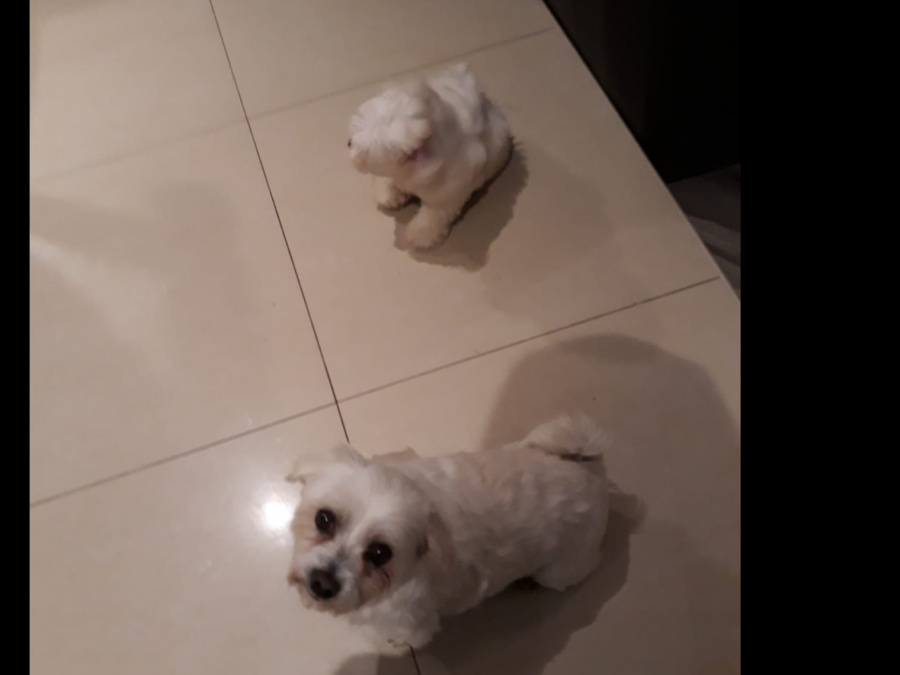 Maltese Pup with a Maltese Dad and Bichon Frise Mother for sale 5
